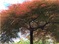 d2e87244-20170428 Ri javor k.jpg